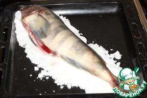 Терпуг в соляном панцире